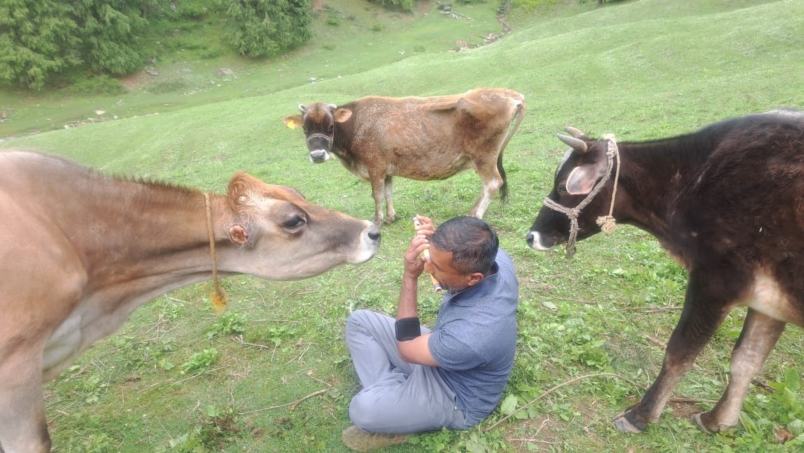 Feeding Cows
