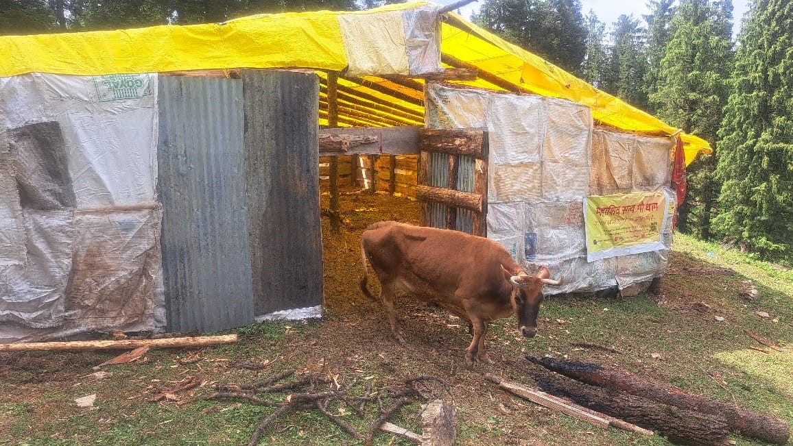 Gau Shala Cleanliness Drive