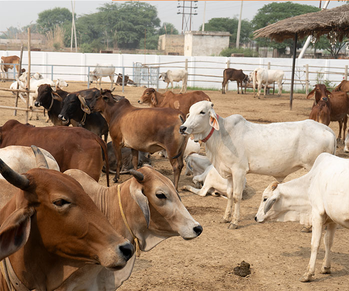 गौमाताओं का संरक्षण