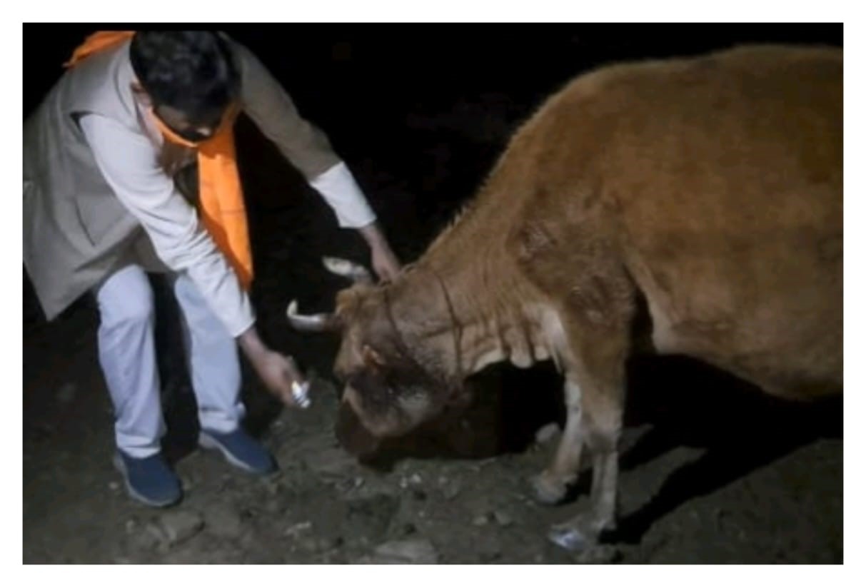 गौ-चिकित्सा शिविर