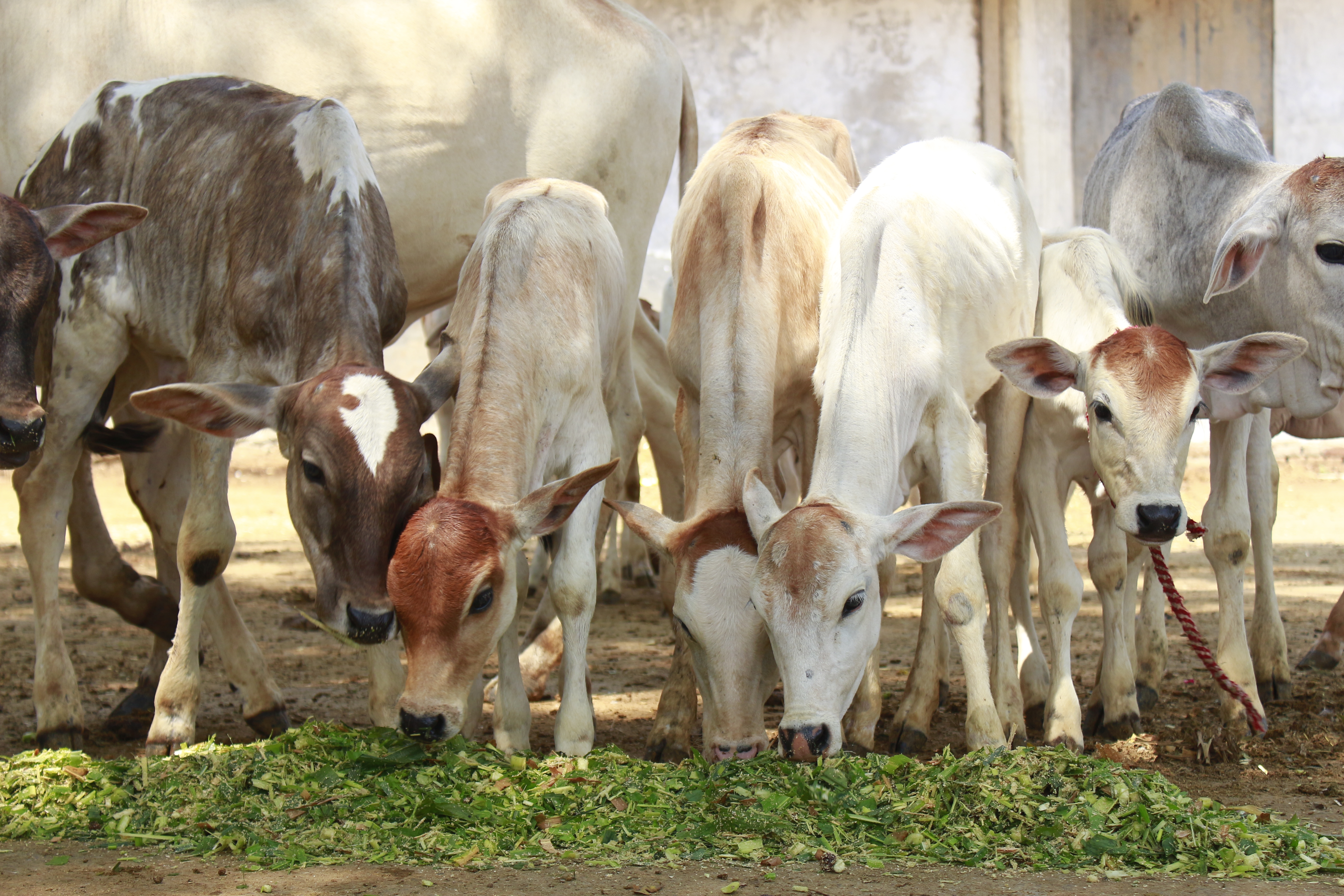 चारा वितरण